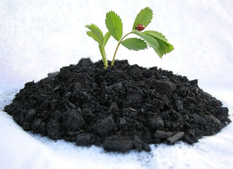 The Difference Between Biochar and Activated Carbon