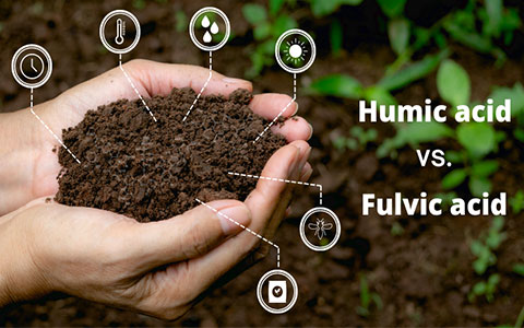 Difference Between Humic Acid and Fulvic Acid