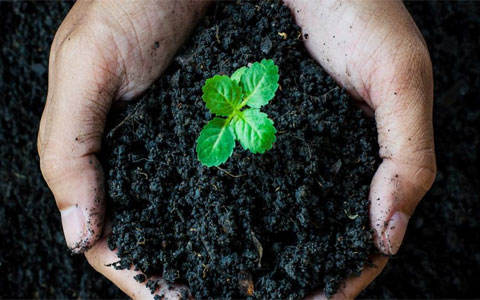 What are Main Factors That Affect the Quality of Humic Acid?